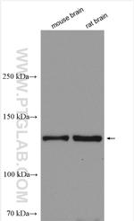 RASGRF2 Antibody in Western Blot (WB)