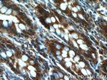 GRLF1 Antibody in Immunohistochemistry (Paraffin) (IHC (P))