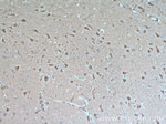 GRLF1 Antibody in Immunohistochemistry (Paraffin) (IHC (P))