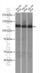 SIPA1 Antibody in Western Blot (WB)