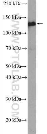 LAMB3 Antibody in Western Blot (WB)