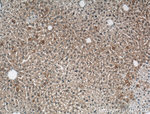 SLC22A7 Antibody in Immunohistochemistry (Paraffin) (IHC (P))