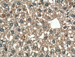 SLC22A7 Antibody in Immunohistochemistry (Paraffin) (IHC (P))