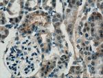 SLC22A7 Antibody in Immunohistochemistry (Paraffin) (IHC (P))