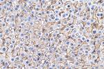 SLC22A7 Antibody in Immunohistochemistry (Paraffin) (IHC (P))