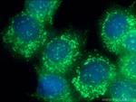 GPSM2 Antibody in Immunocytochemistry (ICC/IF)