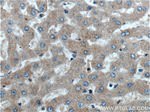 GPSM2 Antibody in Immunohistochemistry (Paraffin) (IHC (P))