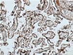 GPSM2 Antibody in Immunohistochemistry (Paraffin) (IHC (P))