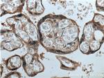 GPSM2 Antibody in Immunohistochemistry (Paraffin) (IHC (P))