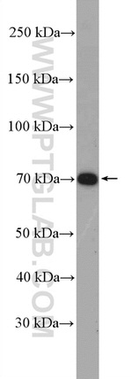 GPSM2 Antibody in Western Blot (WB)