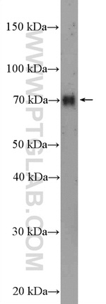 GPSM2 Antibody in Western Blot (WB)