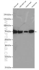 GPSM2 Antibody in Western Blot (WB)