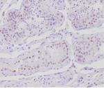 Anti Mullerian Hormone (AMH)/Mullerian Inhibiting Substance (MIS) Antibody in Immunohistochemistry (Paraffin) (IHC (P))