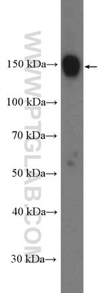 BCLAF1 Antibody in Western Blot (WB)