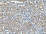 CLCN5 Antibody in Immunohistochemistry (Paraffin) (IHC (P))