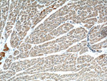 SAMD8 Antibody in Immunohistochemistry (Paraffin) (IHC (P))