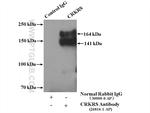 CRKRS Antibody in Immunoprecipitation (IP)