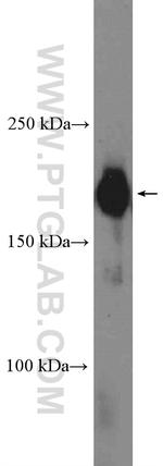 CRKRS Antibody in Western Blot (WB)