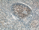 TRAF1 Antibody in Immunohistochemistry (Paraffin) (IHC (P))