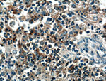 TRAF1 Antibody in Immunohistochemistry (Paraffin) (IHC (P))