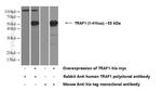 TRAF1 Antibody in Western Blot (WB)