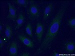 TRAF2 Antibody in Immunocytochemistry (ICC/IF)