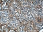 TRAF2 Antibody in Immunohistochemistry (Paraffin) (IHC (P))