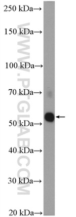 TRAF2 Antibody in Western Blot (WB)