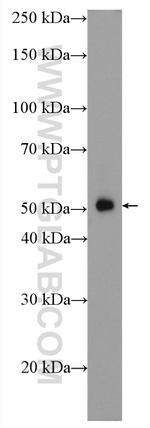 TRAF2 Antibody in Western Blot (WB)