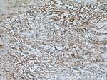 xCT Antibody in Immunohistochemistry (Paraffin) (IHC (P))