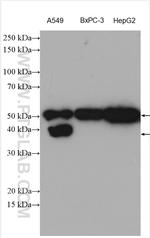 xCT Antibody in Western Blot (WB)