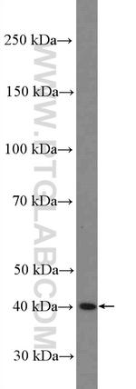 xCT Antibody in Western Blot (WB)