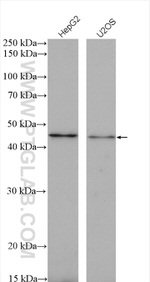 xCT Antibody in Western Blot (WB)