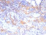 Growth Hormone (Pituitary Marker) Antibody in Immunohistochemistry (Paraffin) (IHC (P))