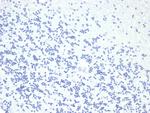 Growth Hormone Antibody in Immunohistochemistry (Paraffin) (IHC (P))