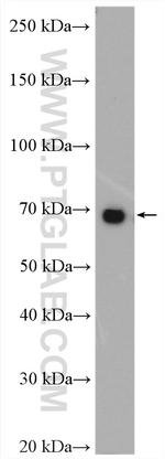 HGF alpha Antibody in Western Blot (WB)