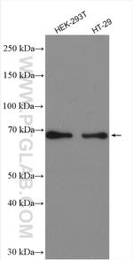 PKC zeta Antibody in Western Blot (WB)