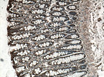 NDRG1 Antibody in Immunohistochemistry (Paraffin) (IHC (P))