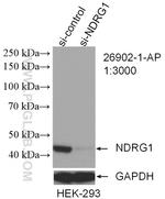 NDRG1 Antibody in Western Blot (WB)