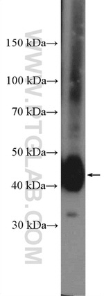NDRG1 Antibody in Western Blot (WB)