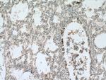 Uteroglobin Antibody in Immunohistochemistry (Paraffin) (IHC (P))