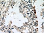 Uteroglobin Antibody in Immunohistochemistry (Paraffin) (IHC (P))