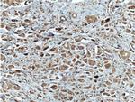 DUSP7/PYST2 Antibody in Immunohistochemistry (Paraffin) (IHC (P))