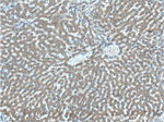 DUSP7/PYST2 Antibody in Immunohistochemistry (Paraffin) (IHC (P))