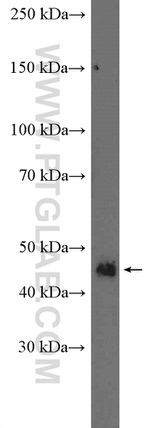 DUSP7/PYST2 Antibody in Western Blot (WB)