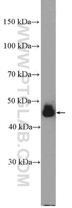 DUSP7/PYST2 Antibody in Western Blot (WB)