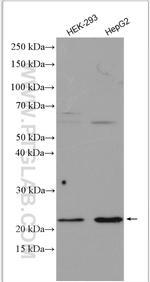 Claudin 2 Antibody in Western Blot (WB)