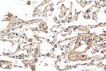 VEGFD Antibody in Immunohistochemistry (Paraffin) (IHC (P))