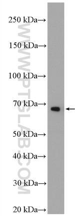 TRAF5 Antibody in Western Blot (WB)