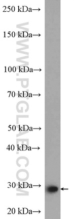 PSMD9 Antibody in Western Blot (WB)